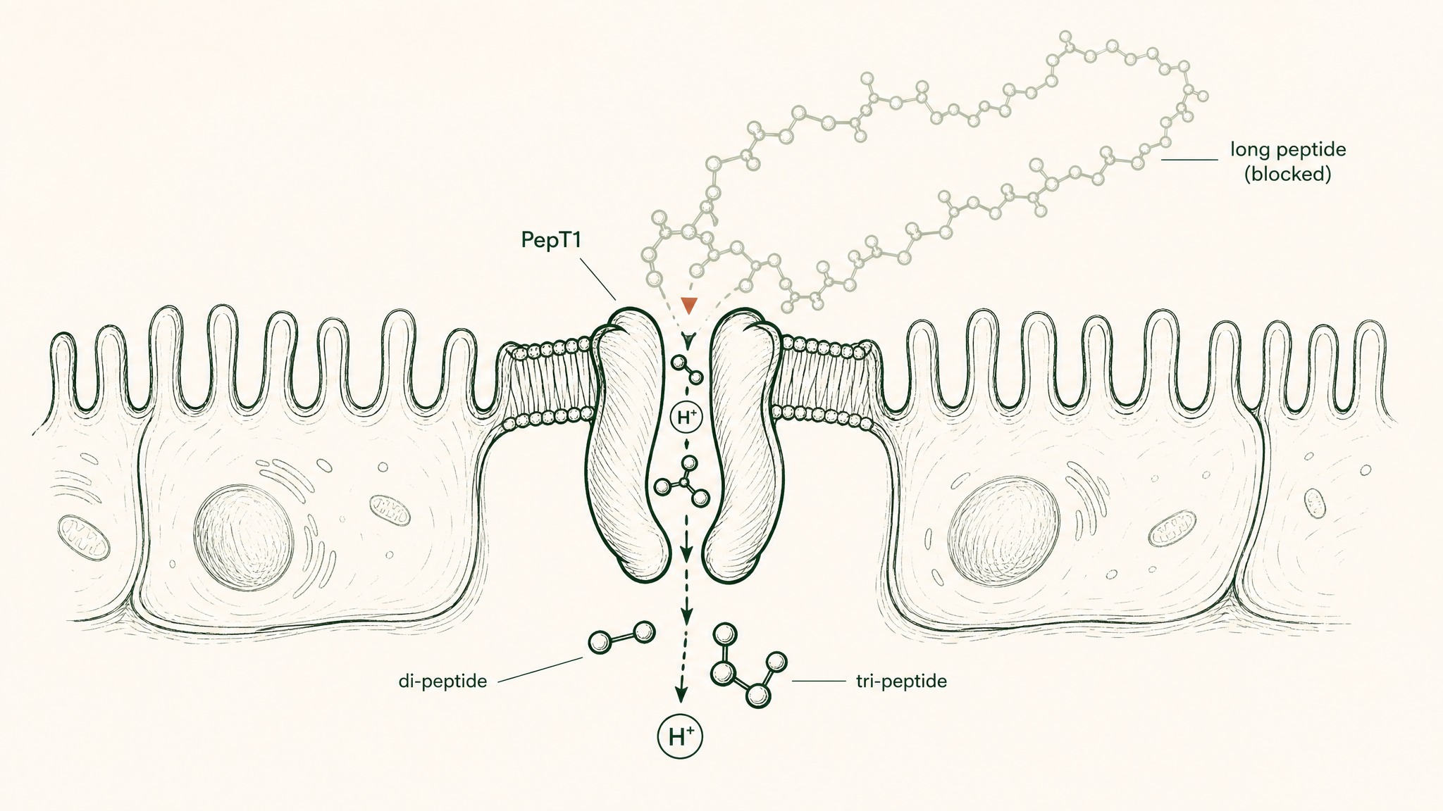 The One Gut Transport Mechanism, and Why It Doesn't Apply
